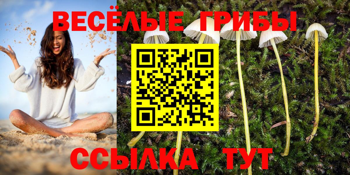 Псилоцибиновые грибы ЛСД  Грозный  Псилоцибиновые грибы Psilocybine cubensis 